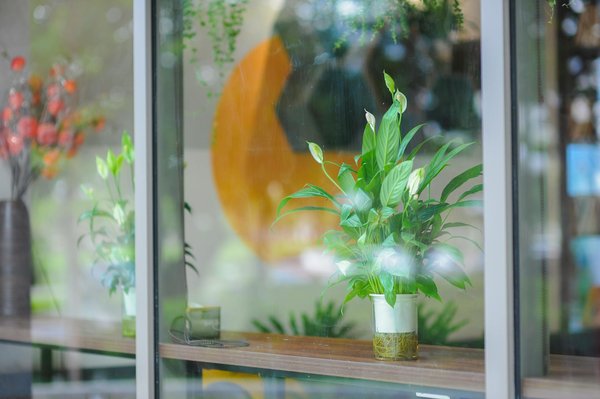 Jeux de cartes à collectionner : stratégies, immersion et passion du jeu