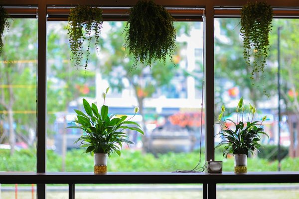 Renouer avec la nature : méthodes créatives pour réintégrer la faune urbaine